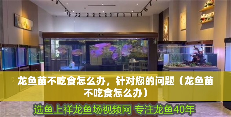 龍魚苗不吃食怎么辦，針對(duì)您的問題（龍魚苗不吃食怎么辦）