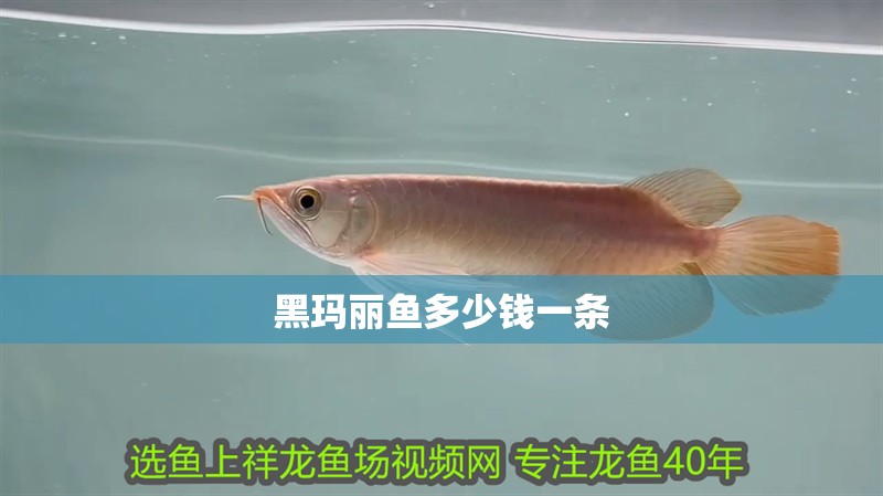 黑瑪麗魚多少錢一條