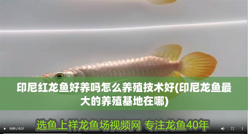 印尼紅龍魚好養嗎怎么養殖技術好(印尼龍魚最大的養殖基地在哪)