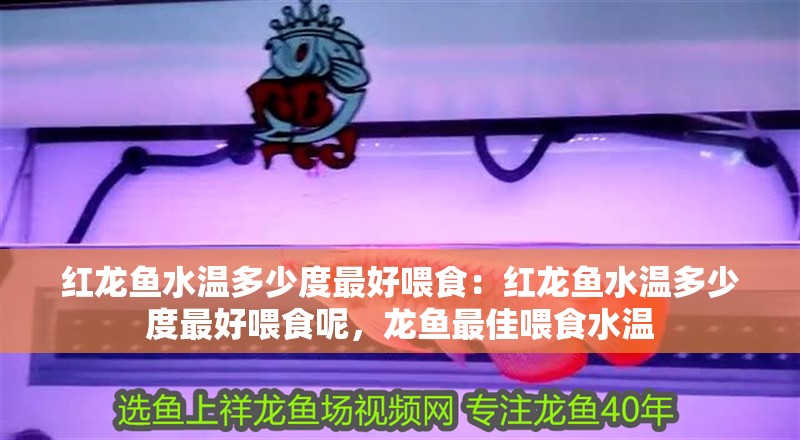 紅龍魚水溫多少度最好喂食：紅龍魚水溫多少度最好喂食呢，龍魚最佳喂食水溫
