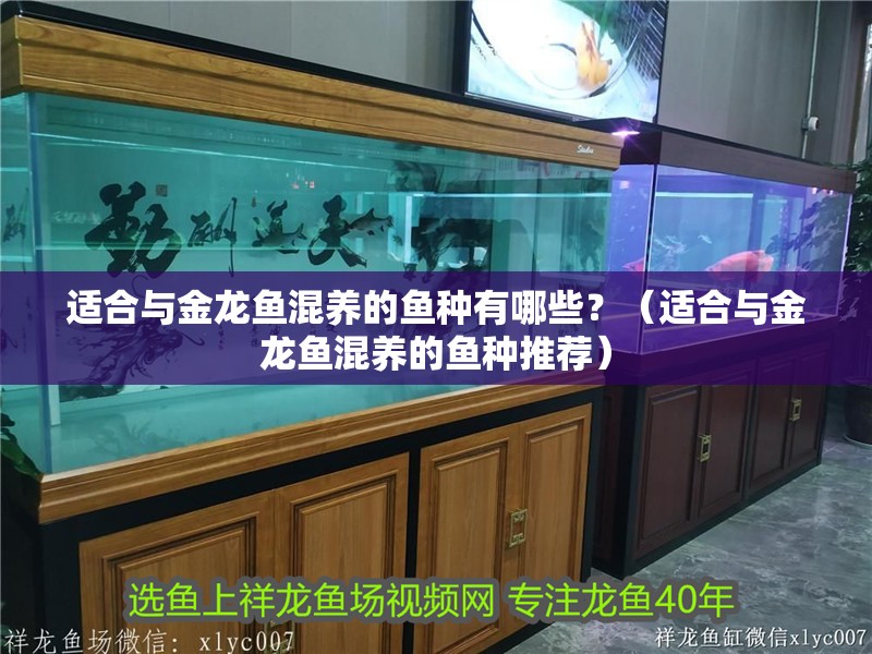 適合與金龍魚混養的魚種有哪些？（適合與金龍魚混養的魚種推薦）