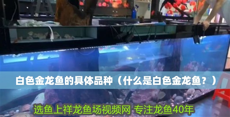 白色金龍魚的具體品種(什么是白色金龍魚?) 龍魚百科 第4張 白色金龍魚的具體品種(什么是白色金龍魚?) 白色金龍魚的具體品種(什么是白色金龍魚?) 龍魚百科 第4張