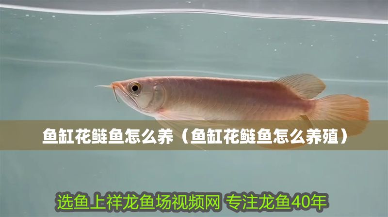 魚缸花鰱魚怎么養（魚缸花鰱魚怎么養殖）