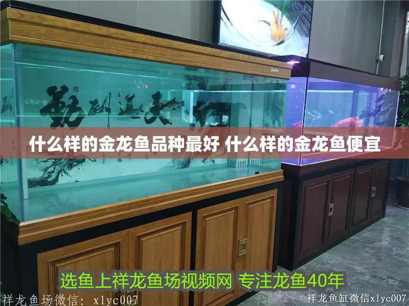 什么樣的金龍魚品種最好 什么樣的金龍魚便宜