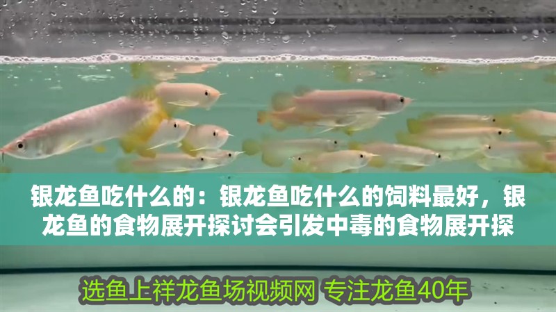 銀龍魚吃什么的：銀龍魚吃什么的飼料最好，銀龍魚的食物展開探討會引發中毒的食物展開探討于何種飼料