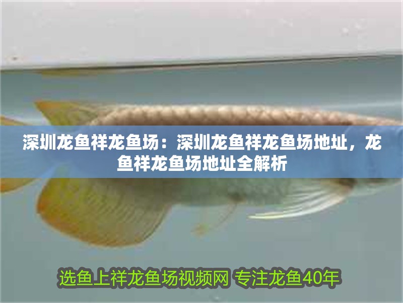 深圳龍魚祥龍魚場：深圳龍魚祥龍魚場地址，龍魚祥龍魚場地址全解析 深圳龍魚祥龍魚場：深圳龍魚祥龍魚場地址，龍魚祥龍魚場地址全解析 水族問答