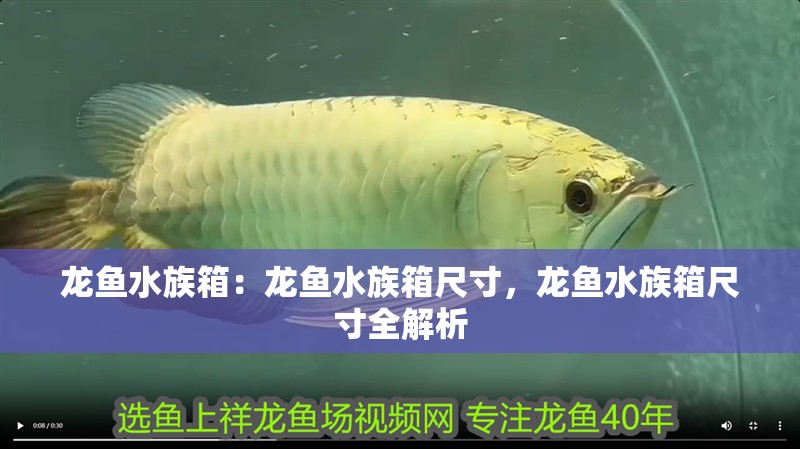 龍魚水族箱：龍魚水族箱尺寸，龍魚水族箱尺寸全解析