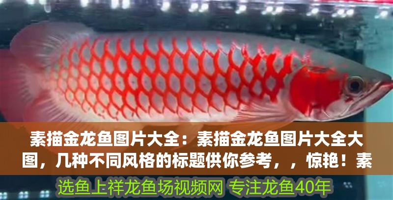 素描金龍魚圖片大全：素描金龍魚圖片大全大圖，幾種不同風格的標題供你參考，，驚艷！素描金龍魚圖片大全及高清大圖鑒賞，超全收錄 | 素描金龍魚精美圖片與大圖集錦，一站式欣賞，素描金龍魚圖片大全+高清