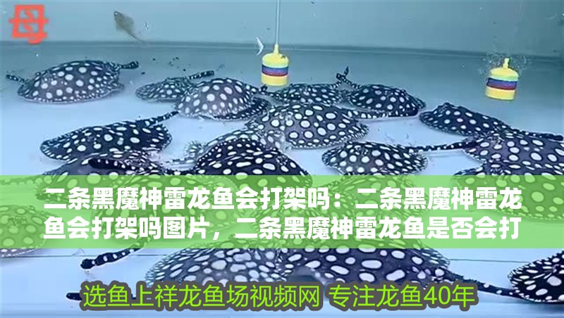 二條黑魔神雷龍魚會打架嗎：二條黑魔神雷龍魚會打架嗎圖片，二條黑魔神雷龍魚是否會打架？附相關圖片