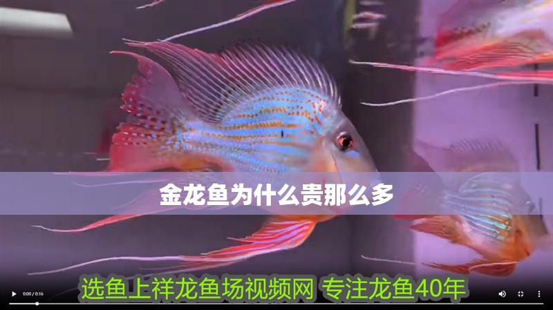 金龍魚為什么貴那么多
