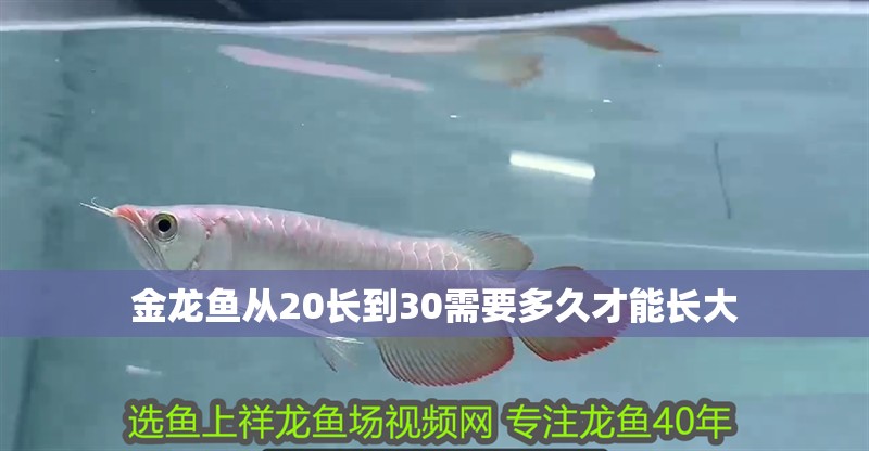 金龍魚從20長(zhǎng)到30需要多久才能長(zhǎng)大