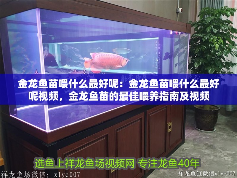 金龍魚苗喂什么最好呢：金龍魚苗喂什么最好呢視頻，金龍魚苗的最佳喂養指南及視頻
