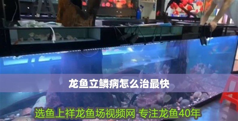 龍魚立鱗病怎么治最快