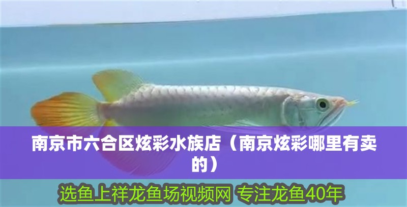 南京市六合區炫彩水族店（南京炫彩哪里有賣的）