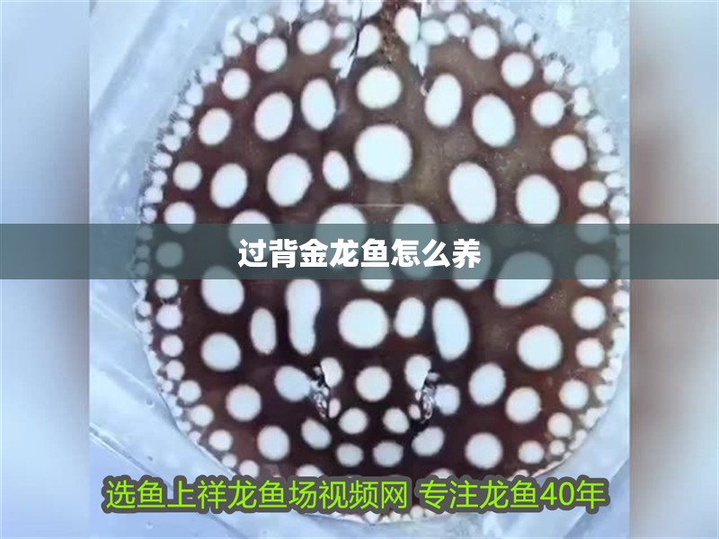 過背金龍魚怎么養