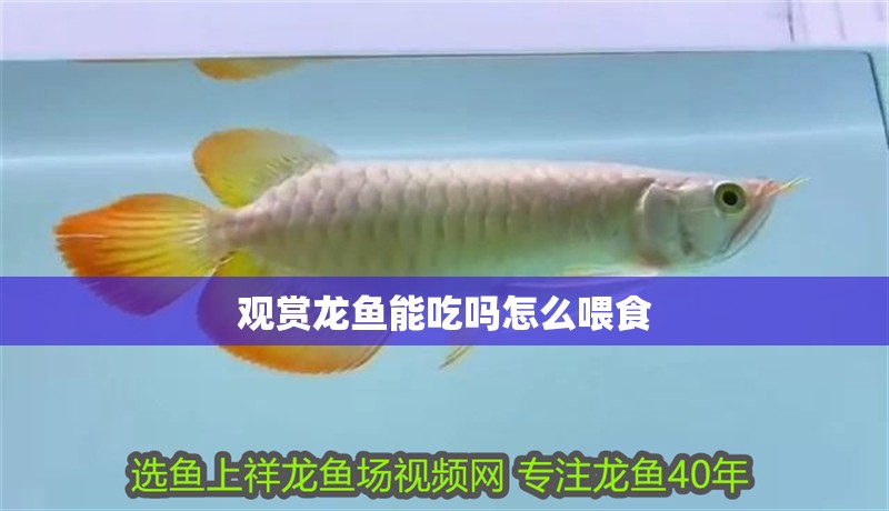 觀賞龍魚能吃嗎怎么喂食