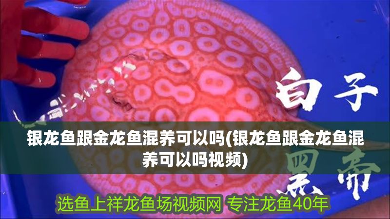 銀龍魚跟金龍魚混養可以嗎(銀龍魚跟金龍魚混養可以嗎視頻)