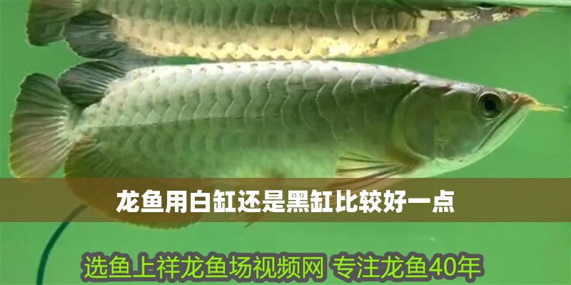 龍魚用白缸還是黑缸比較好一點