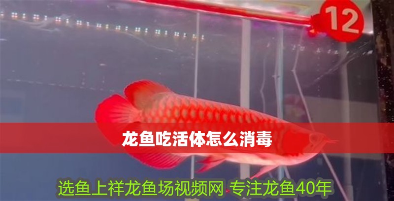 龍魚吃活體怎么消毒