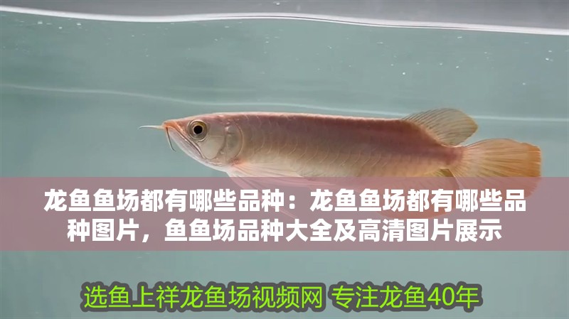龍魚魚場都有哪些品種：龍魚魚場都有哪些品種圖片，魚魚場品種大全及高清圖片展示