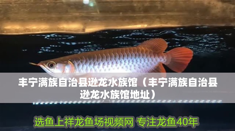 豐寧滿(mǎn)族自治縣遜龍水族館（豐寧滿(mǎn)族自治縣遜龍水族館地址）