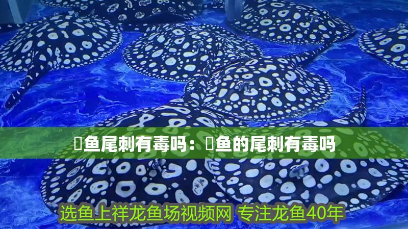 魟魚尾刺有毒嗎：魟魚的尾刺有毒嗎