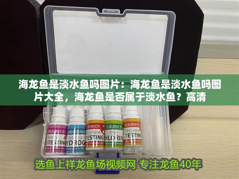 海龍魚是淡水魚嗎圖片：海龍魚是淡水魚嗎圖片大全，海龍魚是否屬于淡水魚？高清