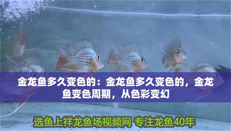 金龍魚多久變色的：金龍魚多久變色的，金龍魚變色周期，從色彩變幻 金龍魚多久變色的：金龍魚多久變色的，金龍魚變色周期，從色彩變幻 水族問答