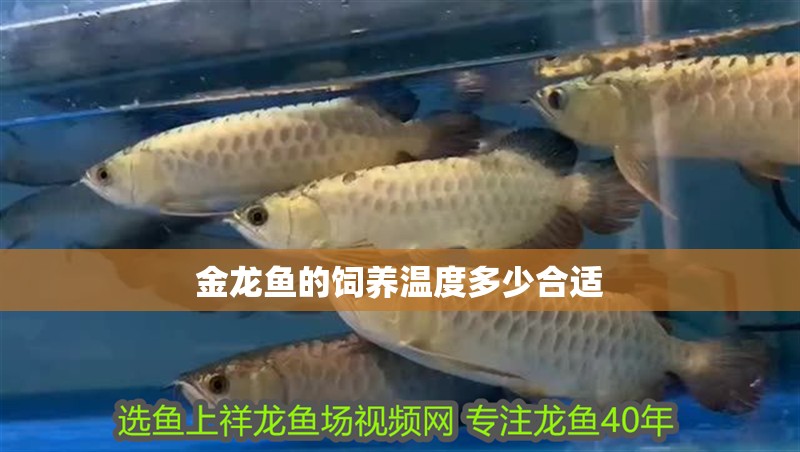 金龍魚的飼養溫度多少合適 金龍魚的飼養溫度多少合適 龍魚百科 第2張