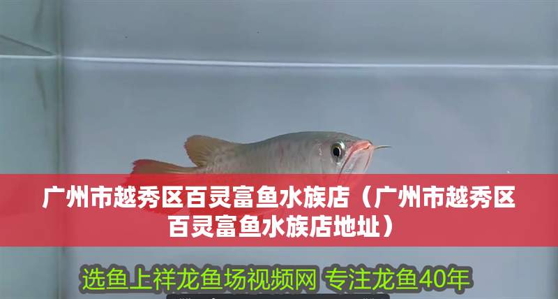 廣州市越秀區(qū)百靈富魚水族店（廣州市越秀區(qū)百靈富魚水族店地址）