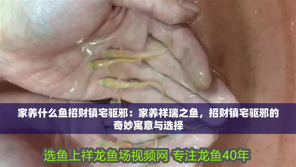 家養什么魚招財鎮宅驅邪：家養祥瑞之魚，招財鎮宅驅邪的奇妙寓意與選擇