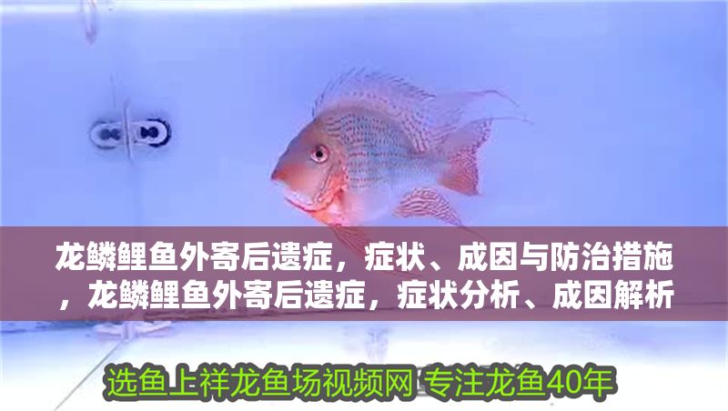 龍鱗鯉魚外寄后遺癥，癥狀、成因與防治措施，龍鱗鯉魚外寄后遺癥，癥狀分析、成因解析與防治策略