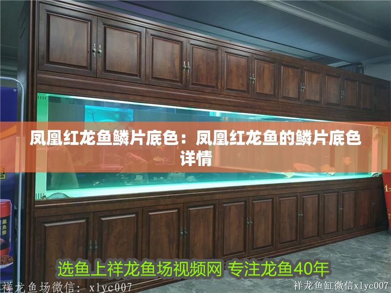 鳳凰紅龍魚鱗片底色：鳳凰紅龍魚的鱗片底色詳情
