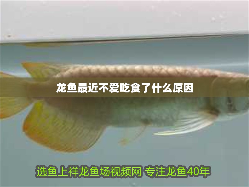 龍魚最近不愛吃食了什么原因