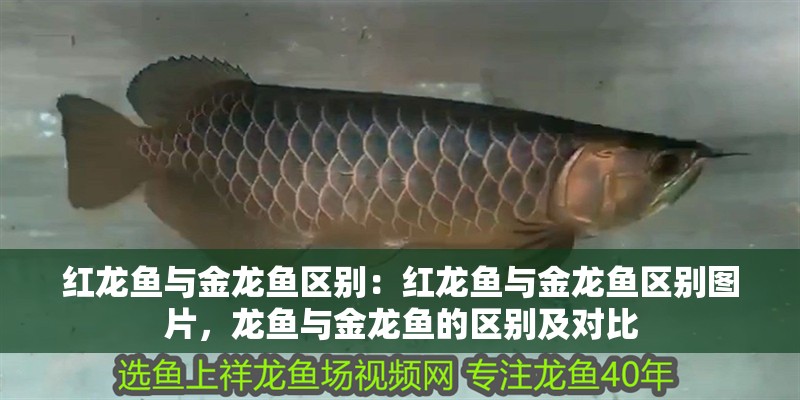 紅龍魚與金龍魚區(qū)別：紅龍魚與金龍魚區(qū)別圖片，龍魚與金龍魚的區(qū)別及對比