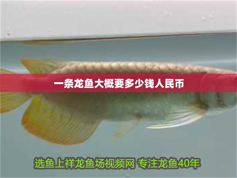 一條龍魚大概要多少錢人民幣