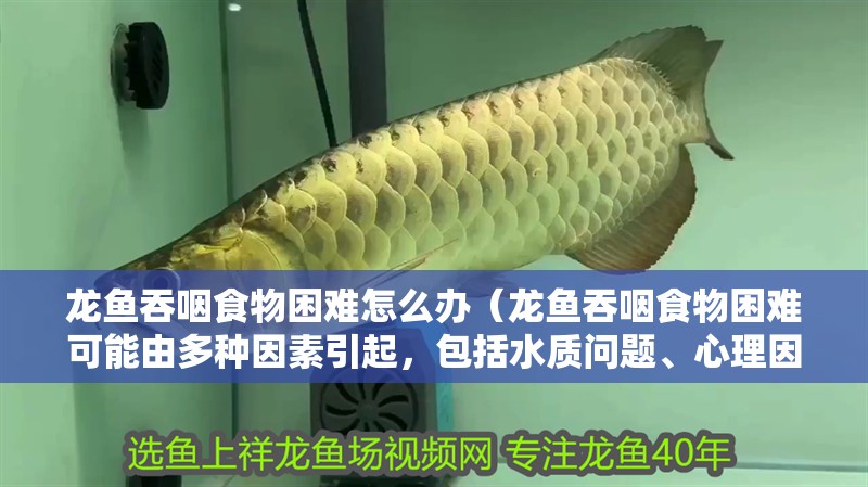 龍魚吞咽食物困難怎么辦（龍魚吞咽食物困難可能由多種因素引起，包括水質問題、心理因素等）