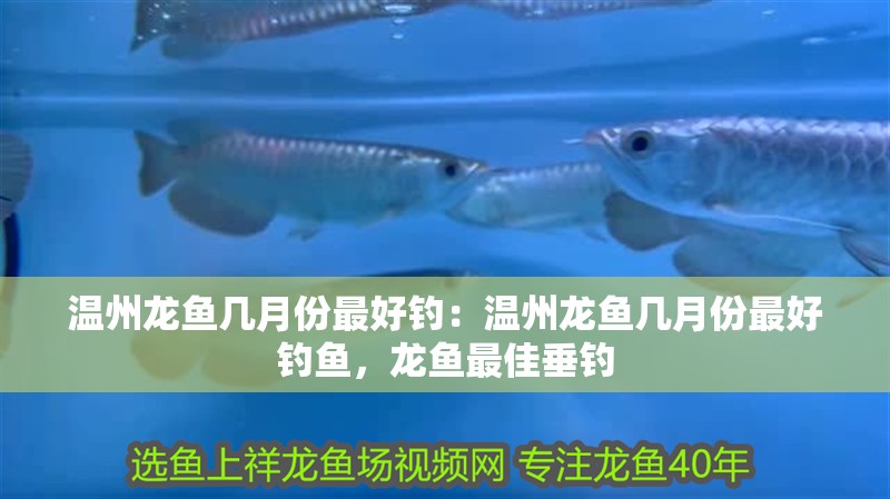 溫州龍魚幾月份最好釣：溫州龍魚幾月份最好釣魚，龍魚最佳垂釣