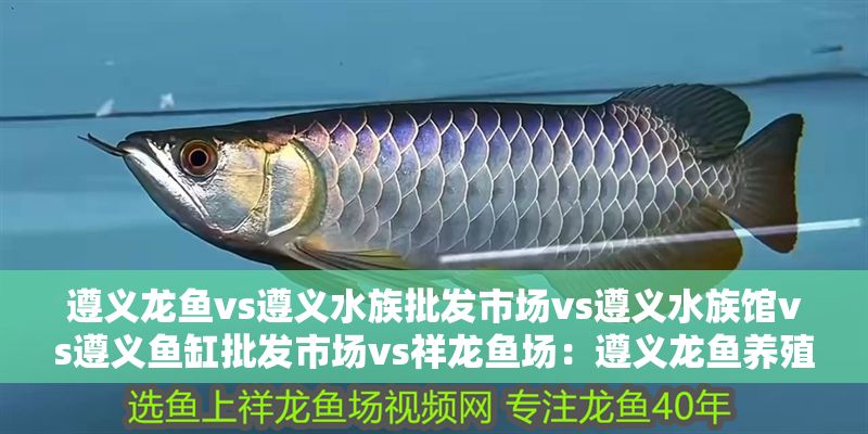 遵義龍魚vs遵義水族批發市場vs遵義水族館vs遵義魚缸批發市場vs祥龍魚場：遵義龍魚養殖業的四個主要市場、遵義水族館、遵義魚缸批發市場