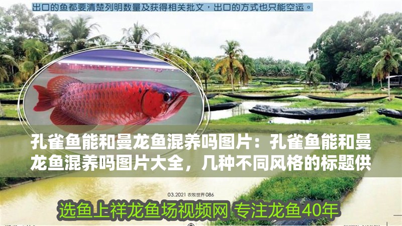 孔雀魚能和曼龍魚混養嗎圖片：孔雀魚能和曼龍魚混養嗎圖片大全，幾種不同風格的標題供你參考，，孔雀魚與曼龍魚混養可行性全解析及圖片集錦，揭秘，孔雀魚能否和曼龍魚和諧混養？海量圖片展示，直觀呈現！孔雀魚、曼龍魚混養情況圖片大全