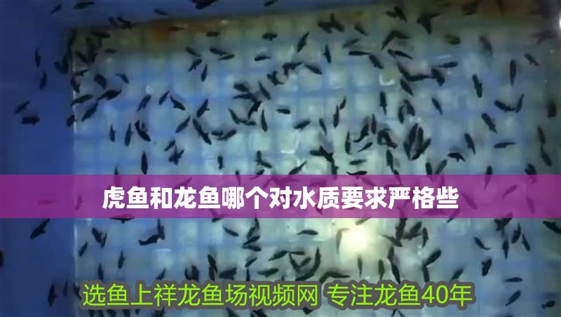 虎魚和龍魚哪個對水質要求嚴格些
