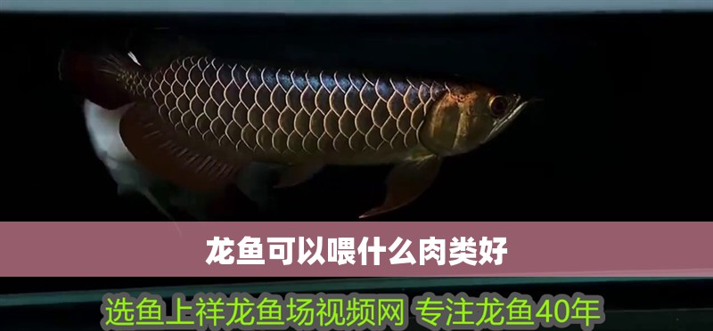 龍魚可以喂什么肉類好
