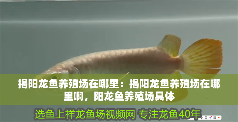 揭陽龍魚養殖場在哪里:揭陽龍魚養殖場在哪里啊,陽龍魚養殖場具體 水族問答 揭陽龍魚養殖場在哪里:揭陽龍魚養殖場在哪里啊,陽龍魚養殖場具體 揭陽龍魚養殖場在哪里:揭陽龍魚養殖場在哪里啊,陽龍魚養殖場具體 水族問答