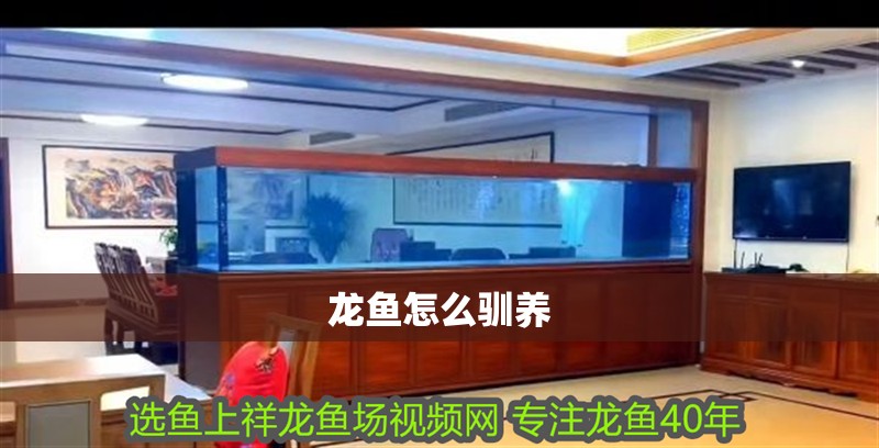 龍魚怎么馴養(yǎng)