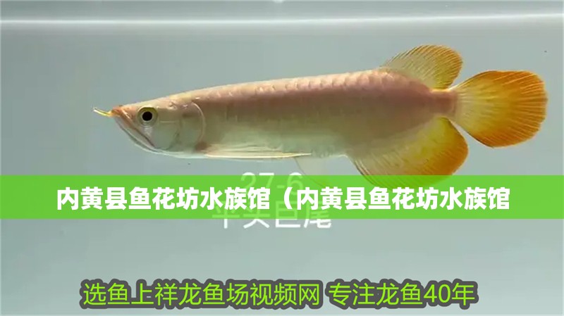內黃縣魚花坊水族館（內黃縣魚花坊水族館