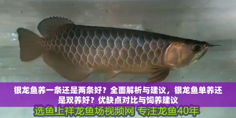 銀龍魚養(yǎng)一條還是兩條好？全面解析與建議，銀龍魚單養(yǎng)還是雙養(yǎng)好？優(yōu)缺點對比與飼養(yǎng)建議
