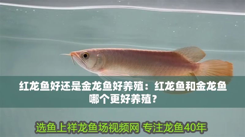 紅龍魚好還是金龍魚好養殖：紅龍魚和金龍魚哪個更好養殖？
