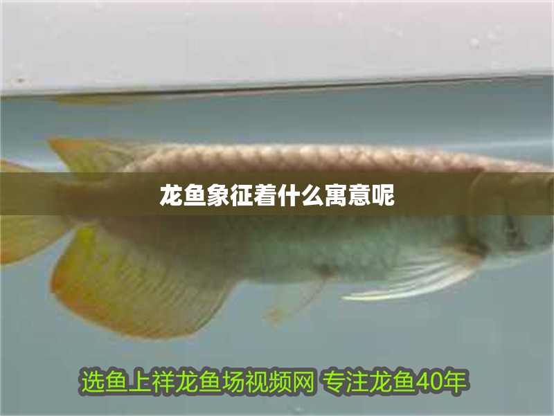 龍魚象征著什么寓意呢 龍魚象征著什么寓意呢 龍魚百科 第2張