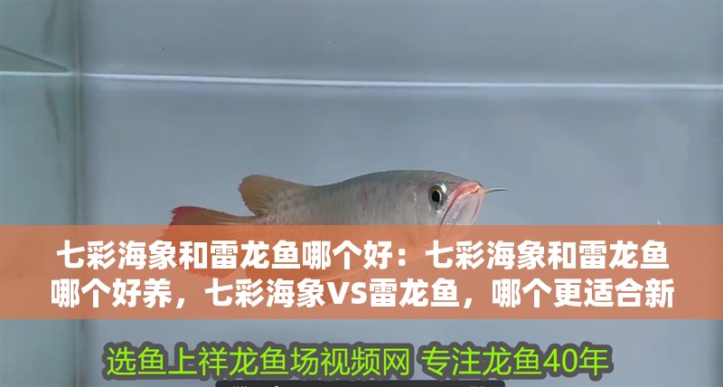 七彩海象和雷龍魚哪個好：七彩海象和雷龍魚哪個好養，七彩海象VS雷龍魚，哪個更適合新手飼養？