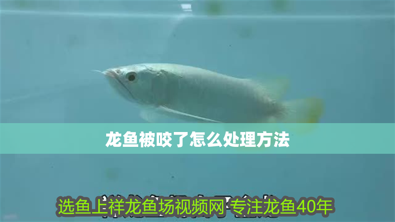 龍魚被咬了怎么處理方法